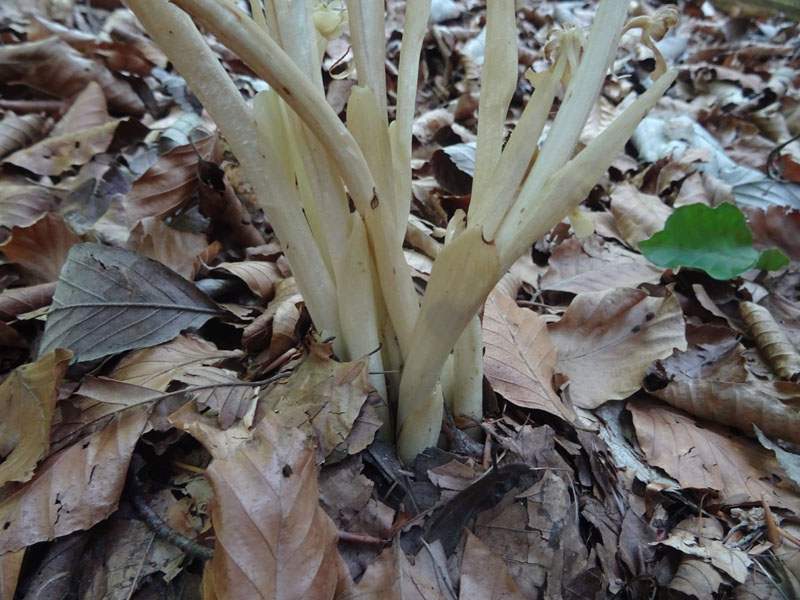 Neottia nidus-avis......dal Trentino